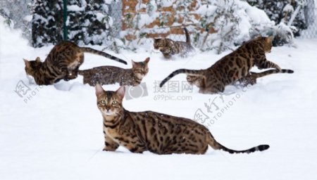 在雪中玩的很多孟加拉猫