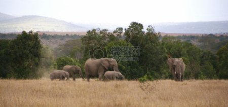 大象的家庭2