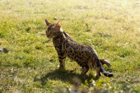 孟加拉小猫在草地上