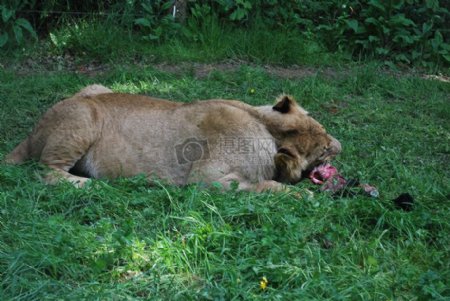 在诺斯利野生动物园的狮子