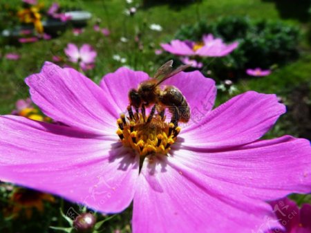 蜜蜂和花葵属