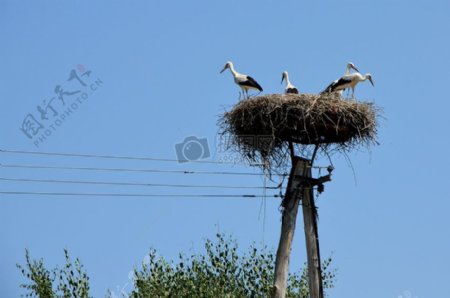 年轻的storcks