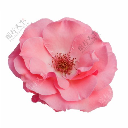 精美粉色玫瑰花素材PSD格式免扣素材