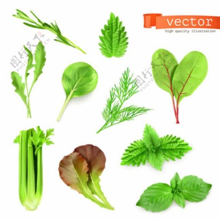 新鲜蔬菜叶矢量素材