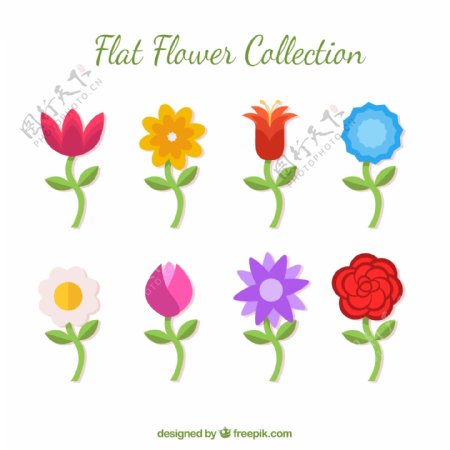 各种五颜六色的花朵