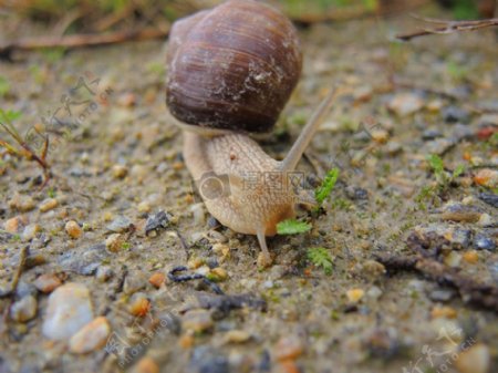 蜗牛3