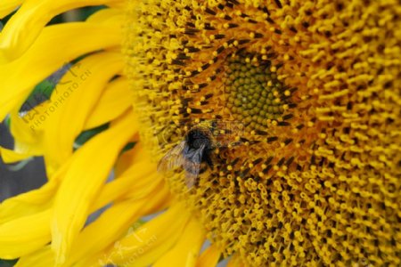 大黄蜂蜜蜂向日葵