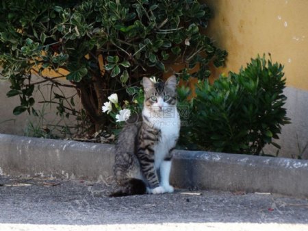 猫从加利西亚西班牙
