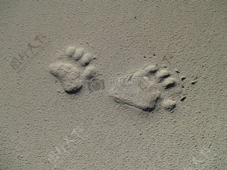 河砂的熊脚印