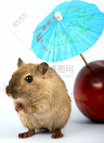 棕色女啮齿类动物在夏天度假用的伞