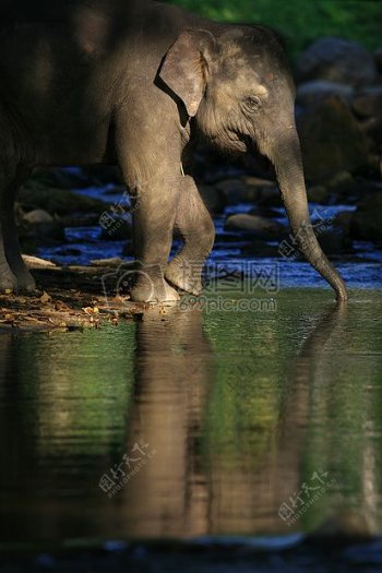 喝水中的大象