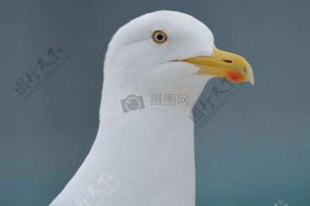 白颜色的海鸥