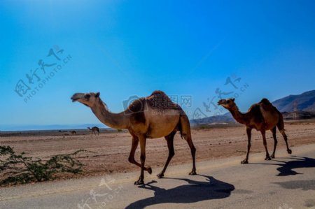 公路上的骆驼
