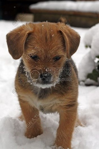 站在雪堆里的小狗