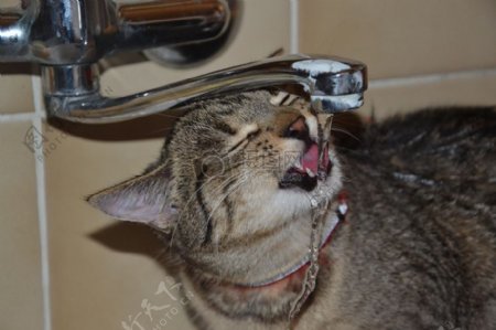 在喝水的猫咪