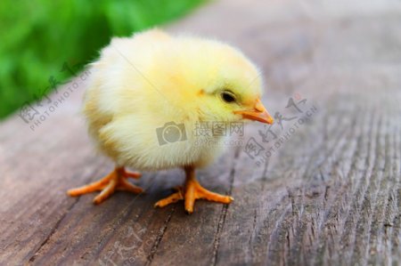 木板上的小鸡