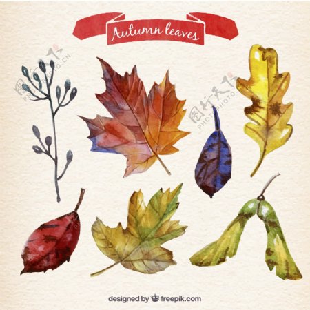7款彩绘秋天树叶设计矢量素材