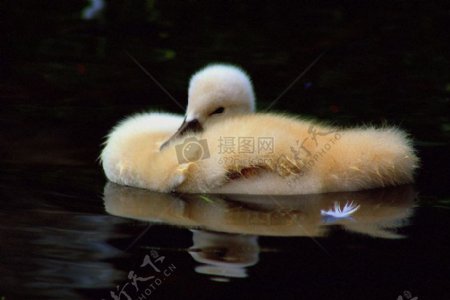 水上休息的小鸭子