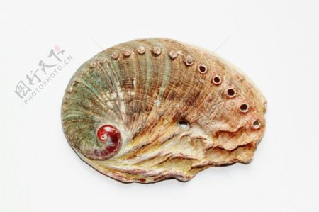 美丽的蜗牛壳