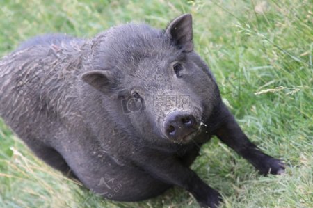 草地上的黑色野猪