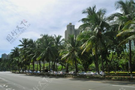 海南椰树摄影