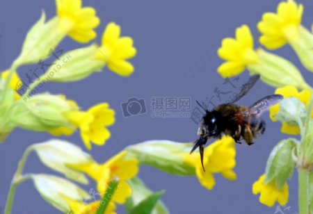 黄花上的蜜蜂