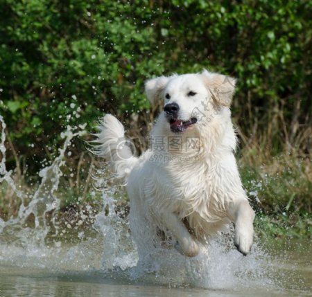 水中奔跑的小狗