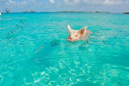 海里游泳的猪