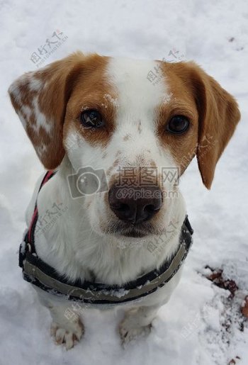雪地里的斑点狗