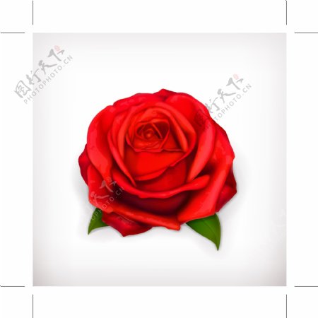 3D红色玫瑰花
