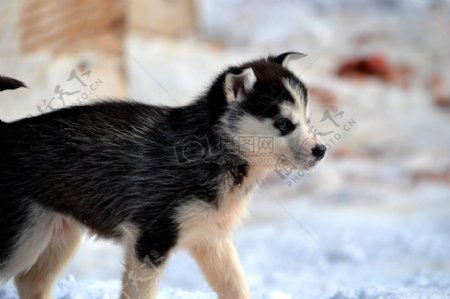 在雪地里行走的狗
