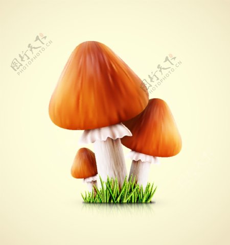 长在草地上的蘑菇