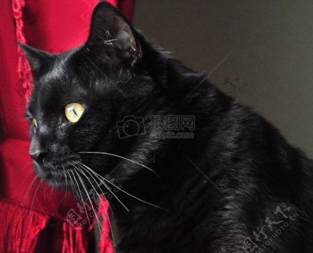红布旁的黑猫