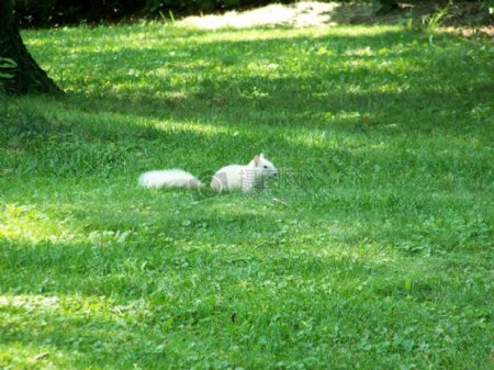 在草地上的松鼠