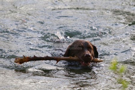 水中叼着木棒的狗