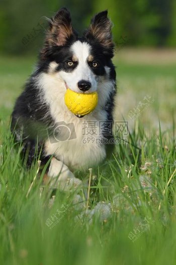草丛中叼着球的狗