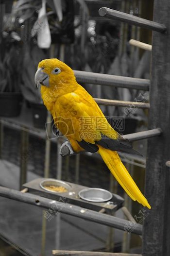 黄颜色的鹦鹉