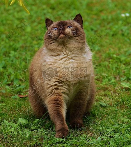 绿草中的肥肥老猫