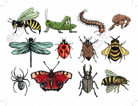 彩绘昆虫设计矢量素材