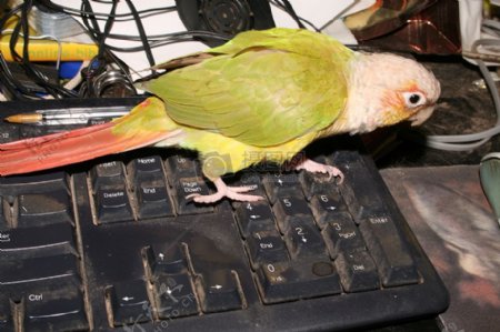 站在键盘上的小鸟