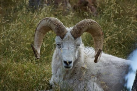大羊角的绵羊