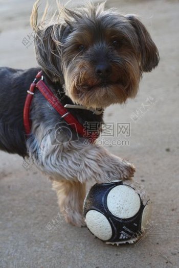踢足球的狗狗
