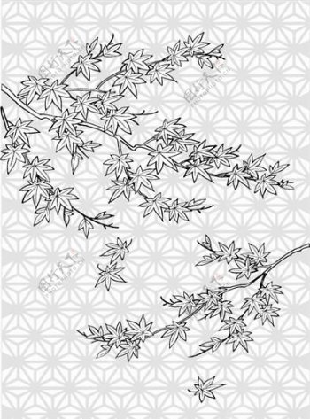 枫叶线描植物花卉矢量素材02