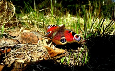 草地上的蝴蝶