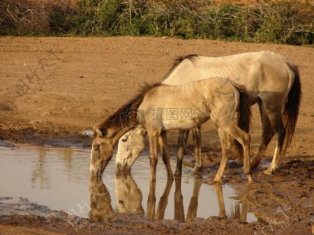非洲饮水的马