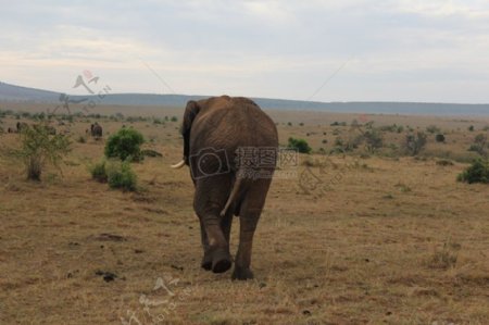行走的肯尼亚大象