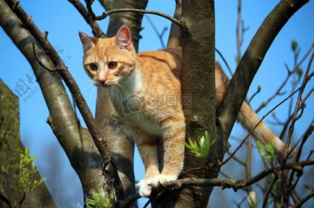 爬上树枝凝望的小猫