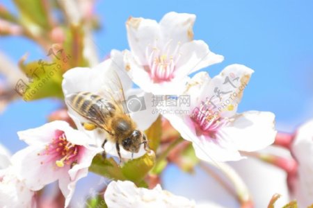 采集花粉的小蜜蜂