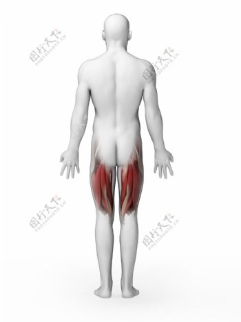 男性大腿肌肉组织图片