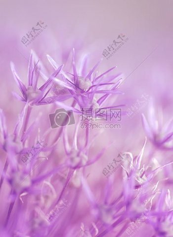 紫色的鲜花
